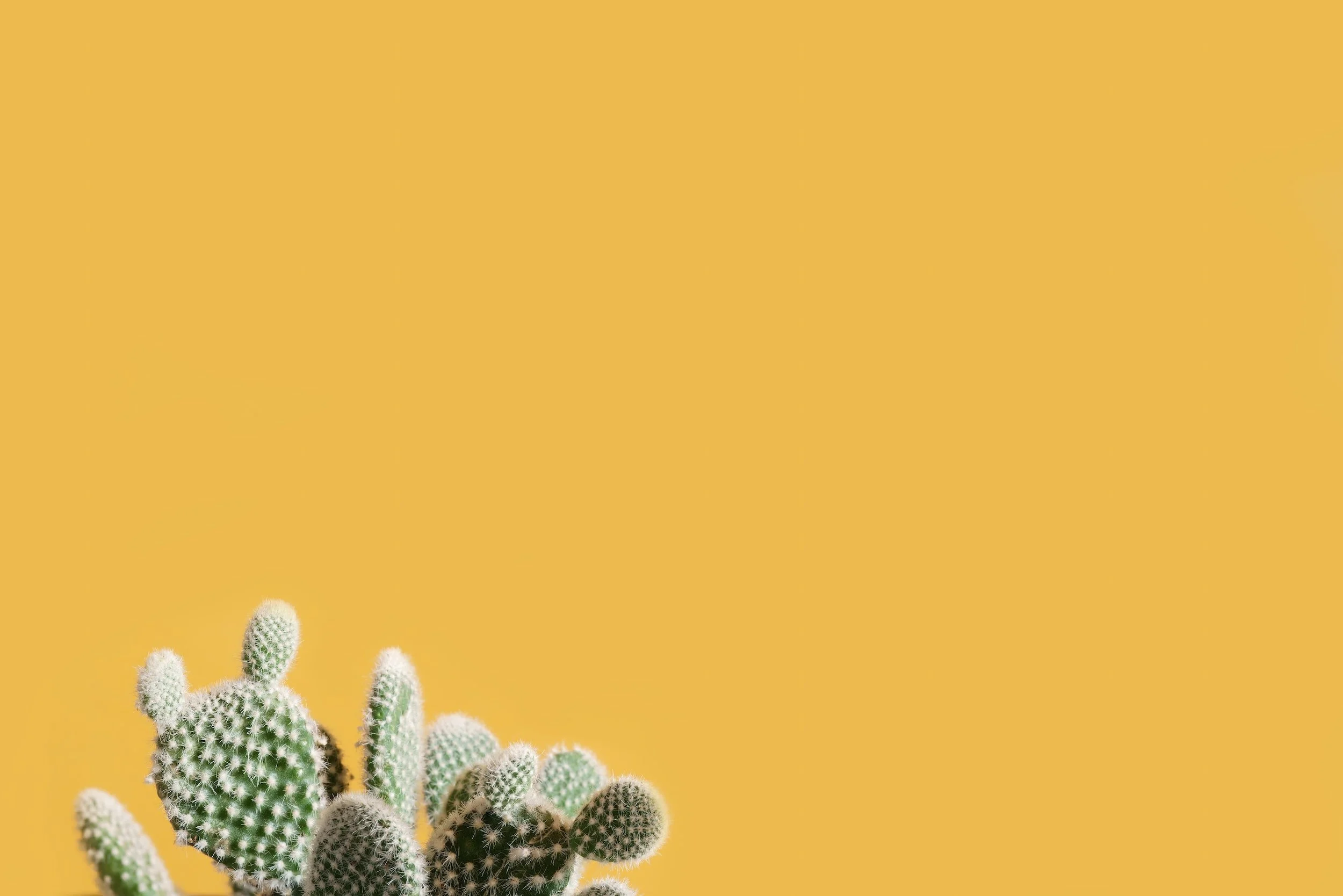 About feedback - Cactus