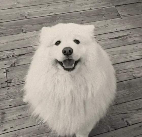 Toupie