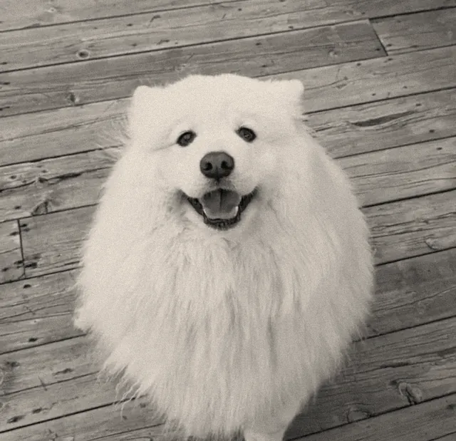 Toupie